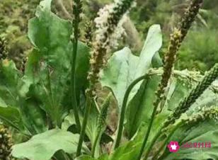 车前草的功效与作用治疗痛风