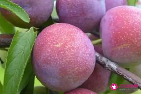 李子什么品种最好吃