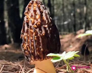 羊肚菌的功效与作用