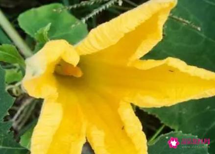 南瓜花的功效和作用是什么