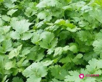 香菜的种植方法