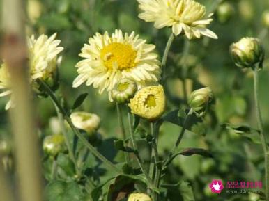 贡菊和杭白菊的区别