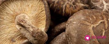 菌菇的种类介绍