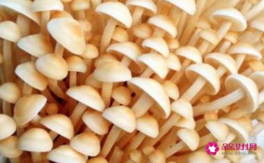 菌菇的种类介绍