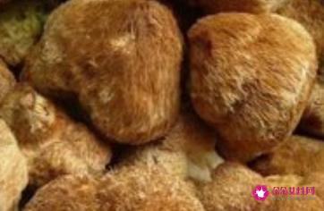 菌菇的种类介绍