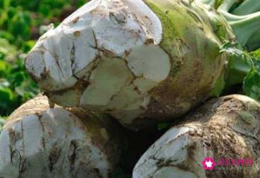 花叶芥菜图片大全