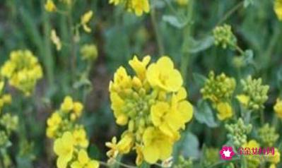 花叶芥菜图片大全