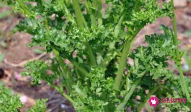 花叶芥菜图片大全