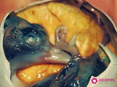 世界上最不营养的东西