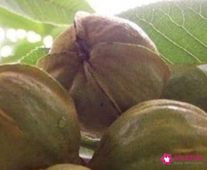 小山核桃的功效与作用