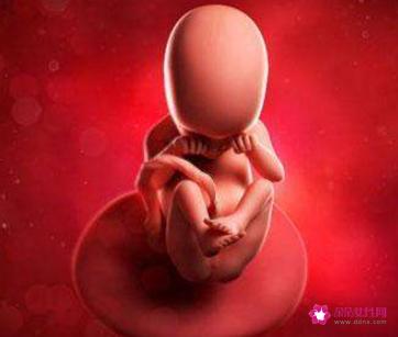 怀孕四个月有胎动吗