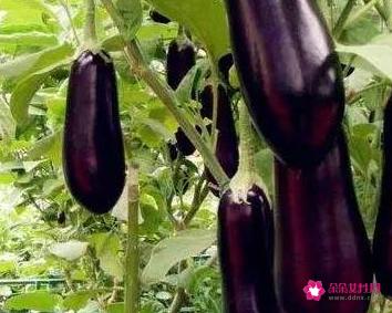 常见的蔬菜种类10种图片