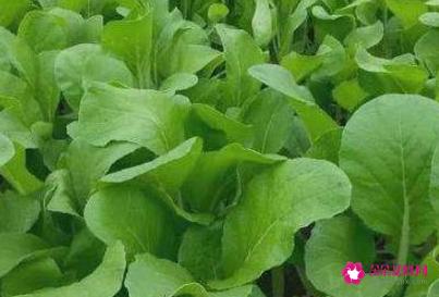 常见的蔬菜种类10种图片