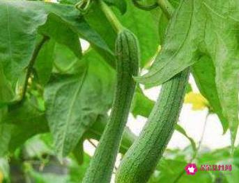 常见的蔬菜种类10种图片