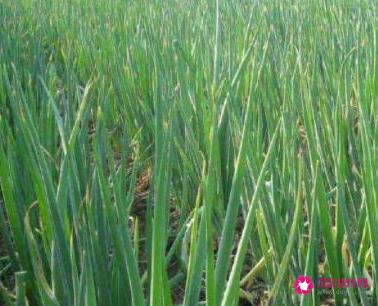 常见的蔬菜种类10种图片