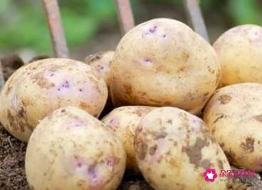 常见的蔬菜种类10种图片