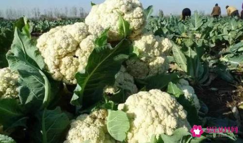 健康食品有哪些