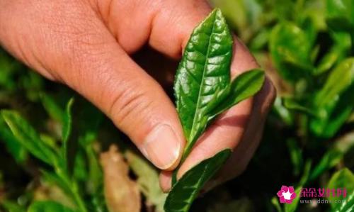 健康食品有哪些