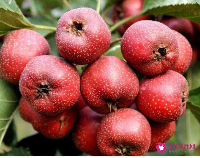 孕妇禁吃十大水果