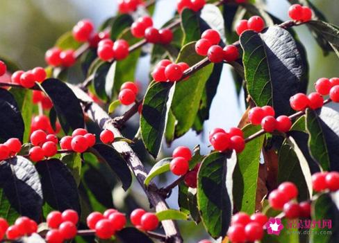 野樱桃的作用与功效与作用