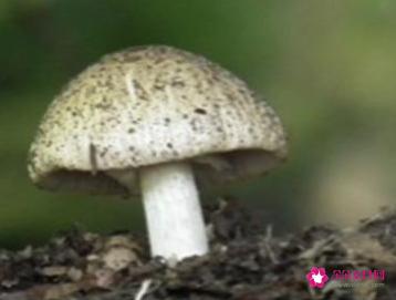 种蘑菇怎么种植方法