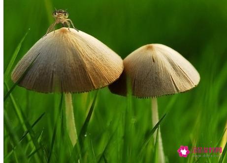 种蘑菇怎么种植方法