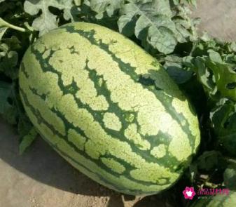 中国地区的水果