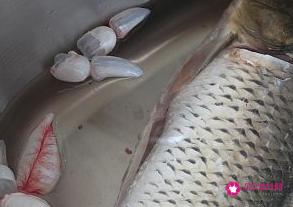 自制烤鱼的制作方法和配料