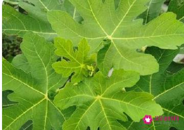 无花果叶的功效和作用