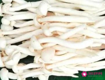 海鲜菇的营养价值及功效与作用