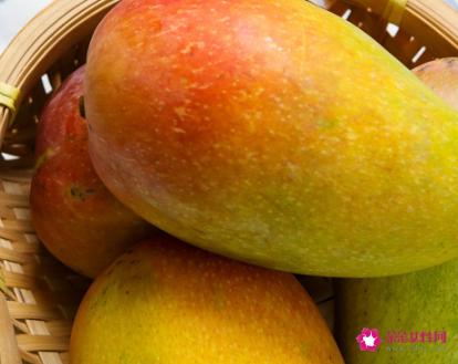 芒果怎么催熟呢