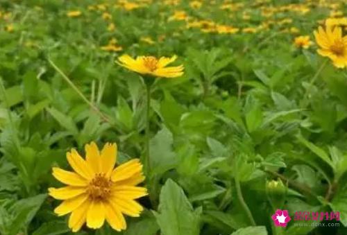 蟛蜞菊的功效与作用及禁忌