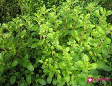 马郁兰的功效与作用