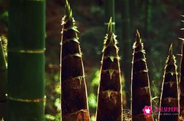 毛竹笋的营养价值