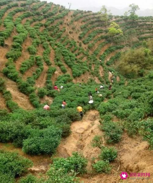 河源仙湖茶，好山好水出好茶！