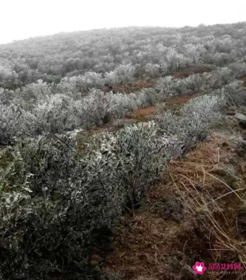 河源仙湖茶，好山好水出好茶！