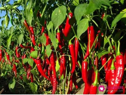 青菜的营养价值