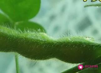 绿色黄豆的功效与作用