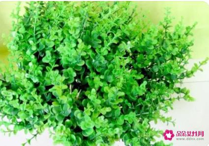 尤加利的功效与作用