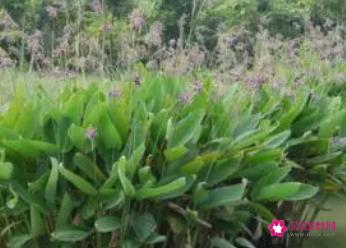 竹芋的功效与作用