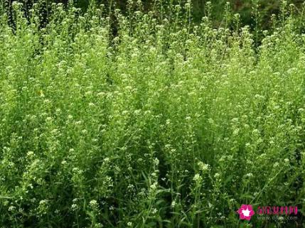 荠菜长什么样子图片