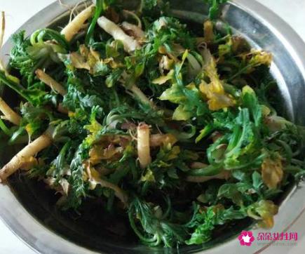 荠菜长什么样子图片