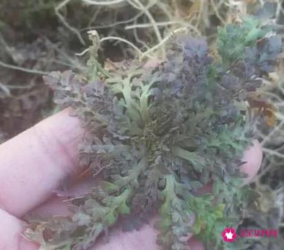 荠菜长什么样子图片