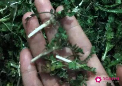 荠菜长什么样子图片