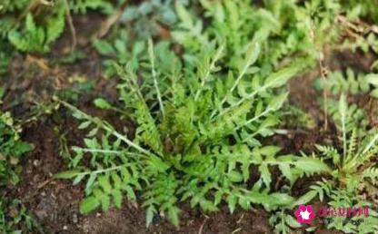 荠菜长什么样子图片