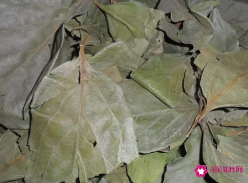 柿子叶的功效与作用及药用价值
