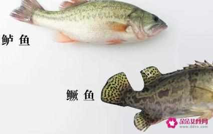 鲈鱼的营养价值及功效