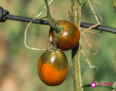 西红柿的种植方法和管理技术