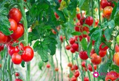西红柿的种植方法和管理技术