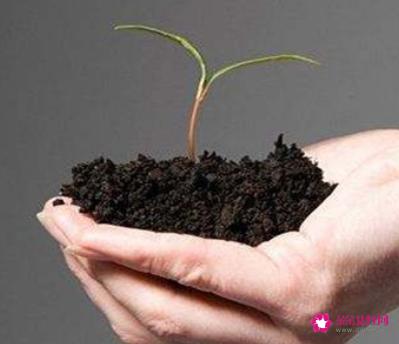 西红柿的种植方法和管理技术